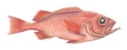 Djupkarfi